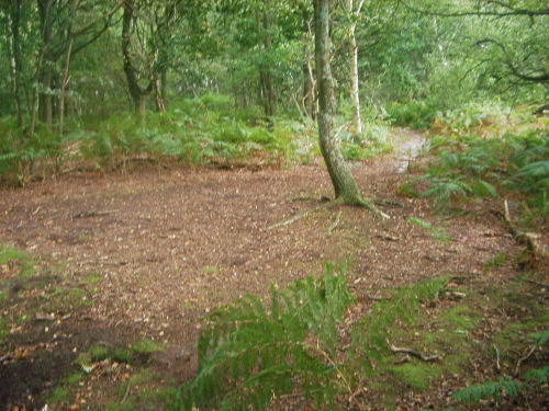 An example of the undergrowth at the Recreation Ground