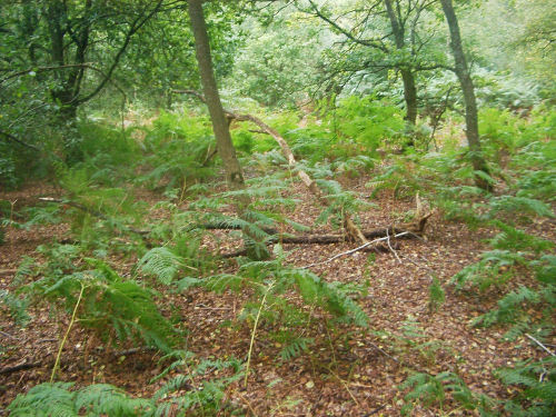 An example of the undergrowth at the Recreation Ground